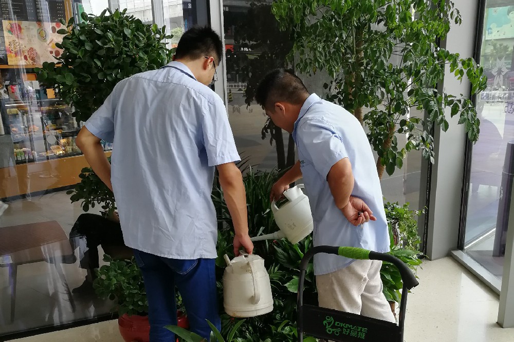 室內(nèi)綠植養(yǎng)護(hù)